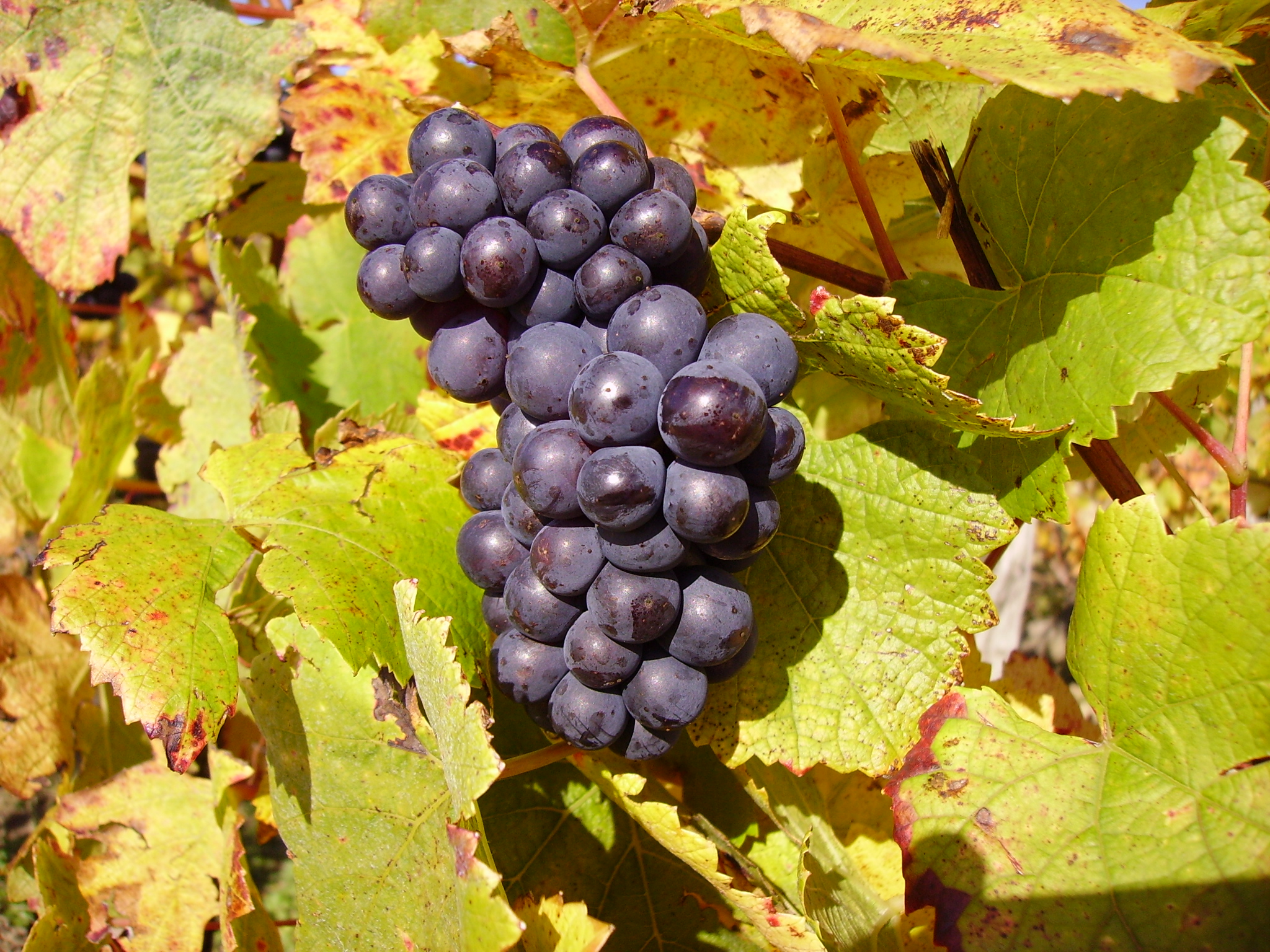 Pinot Noir (Burgundy, France)