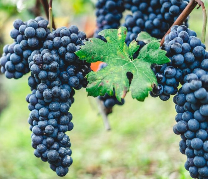 Nebbiolo (Piedmont, Italy)