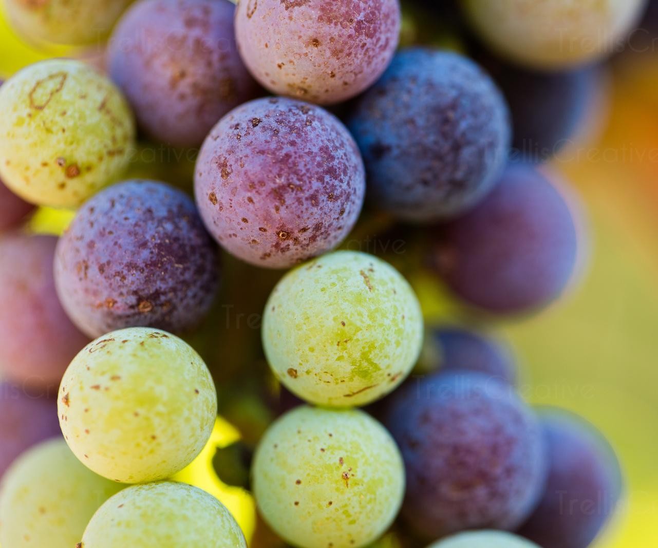 Cabernet Sauvignon (Napa Valley & Bordeaux)