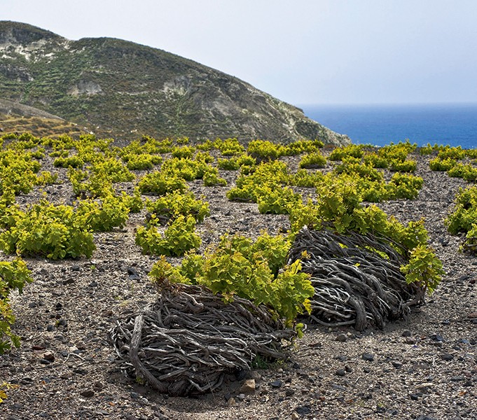 Assyrtiko (Santorini, Greece)