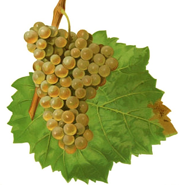 Gouais Blanc (Almost-Extinct Royal Grape)